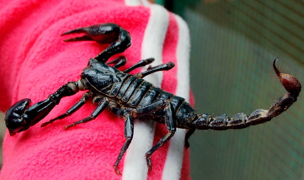 Malaysian Forest Scorpion