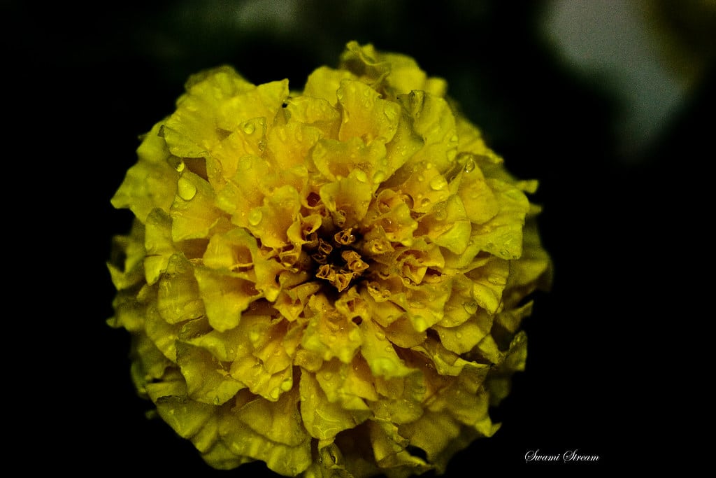 Marigolds - Plants That Repel Mosquitoes