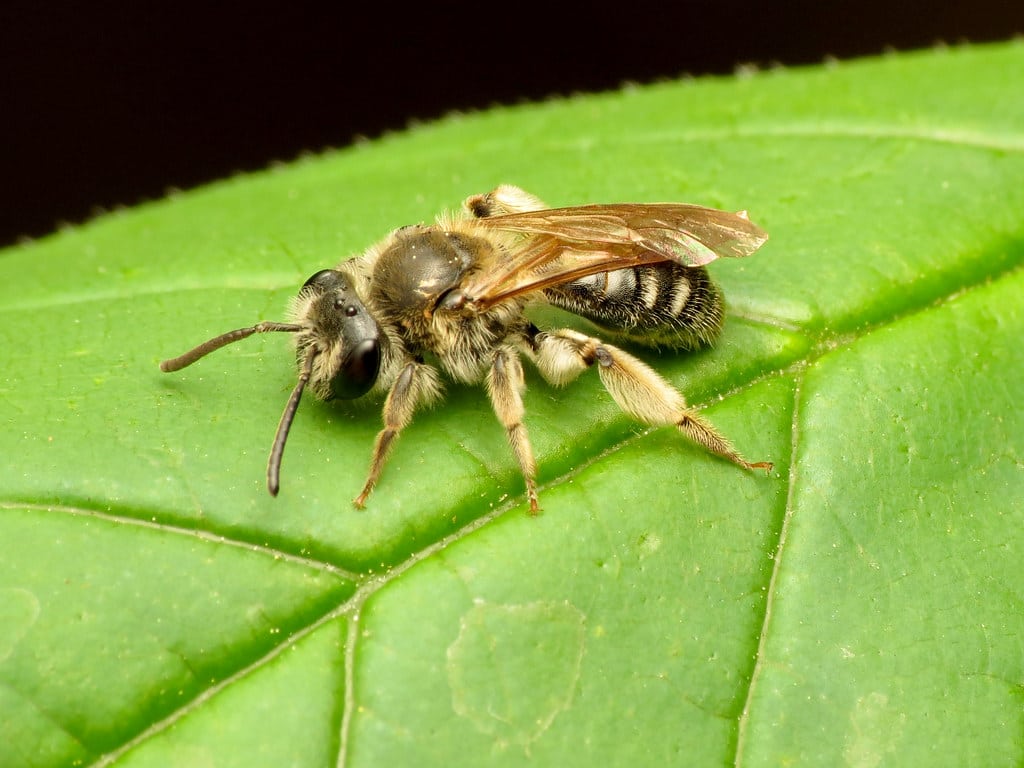Mining Bees - Types of Bees in Iowa