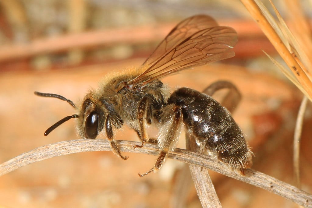 Mining Bees - Types of Bees in Kansas