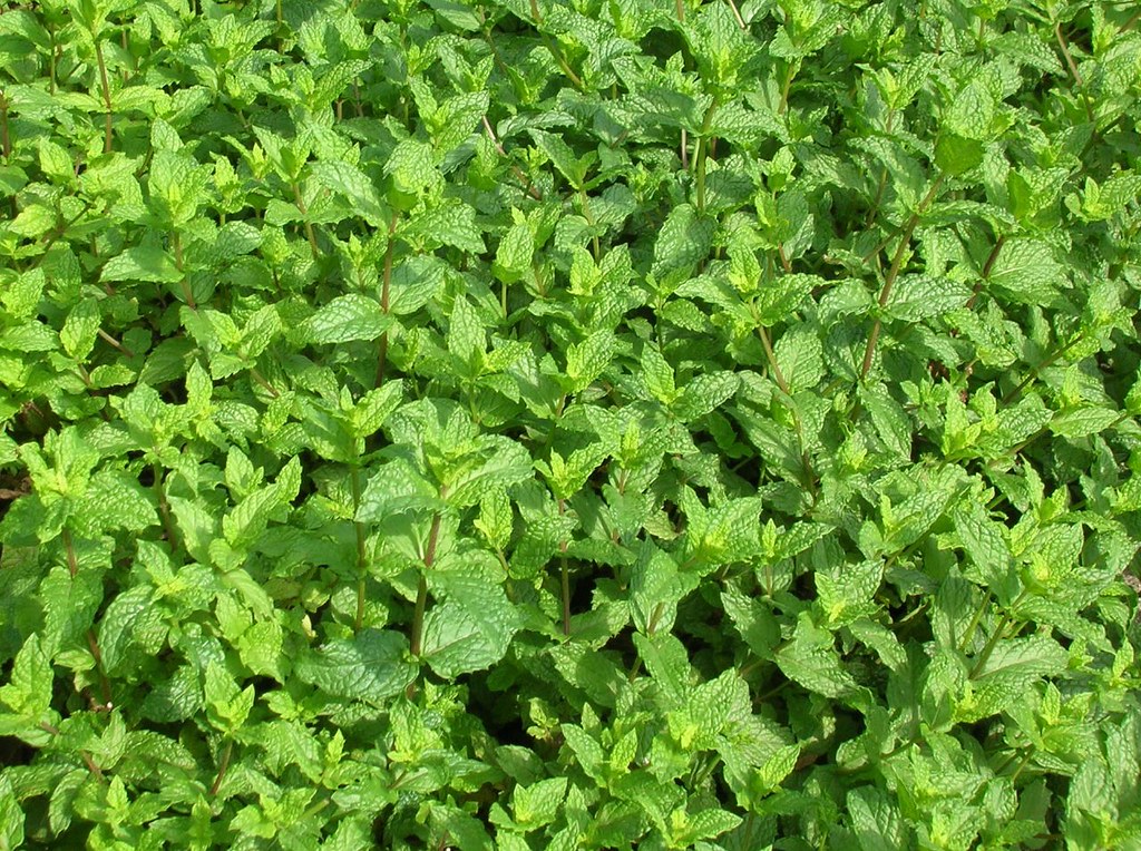 Mint - Plants That Repel Mosquitoes