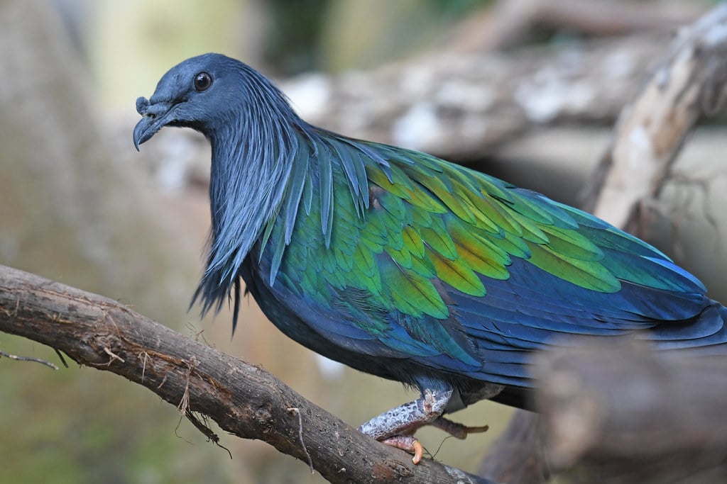 Nicobar Pigeon