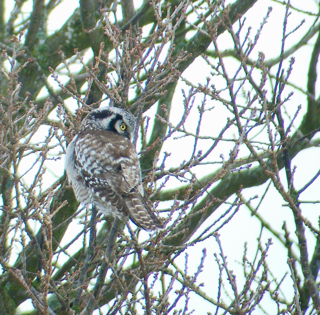 Northern Hawk Owl