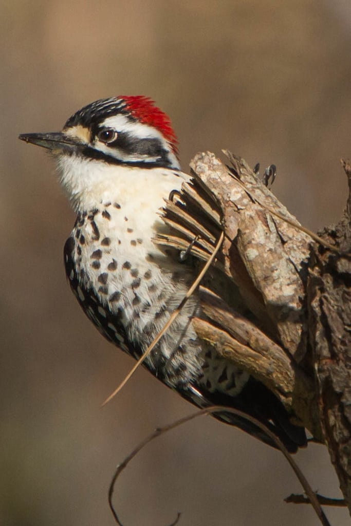 Nuttall’s Woodpecker