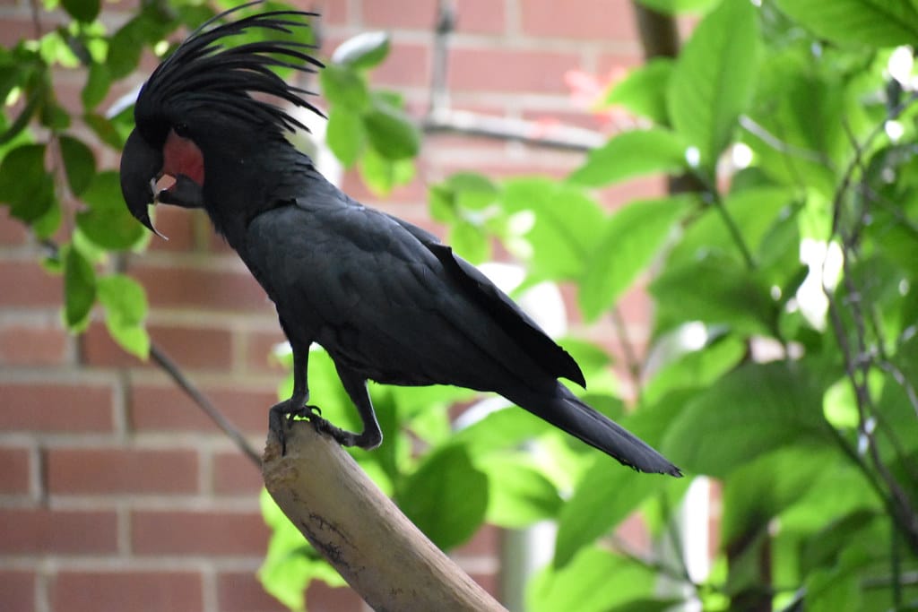 Palm Cockatoo - Popular Crested Animals