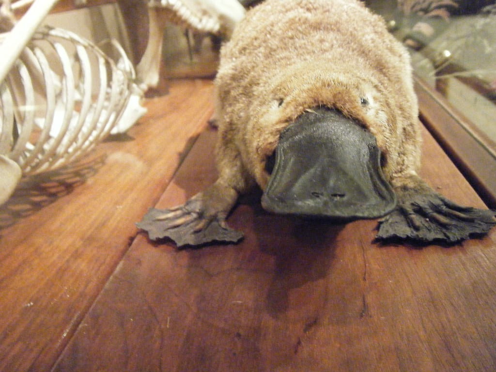 Platypus