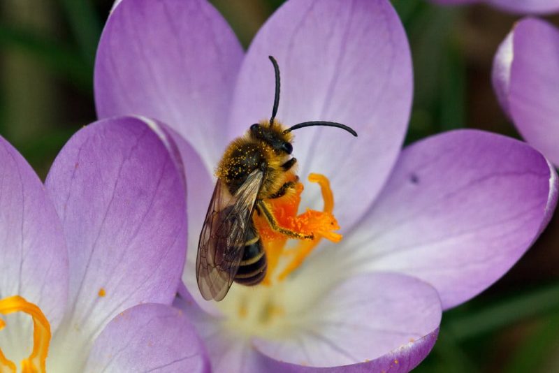 13 Types of Bees in Iowa (With Pictures)