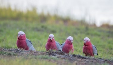 Popular Crested Animals