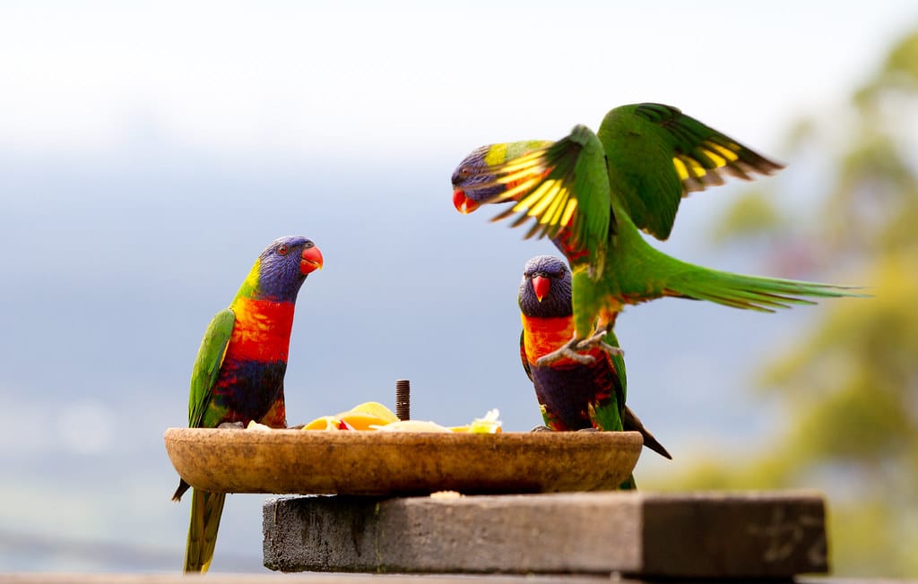 Rainbow Lorikeets