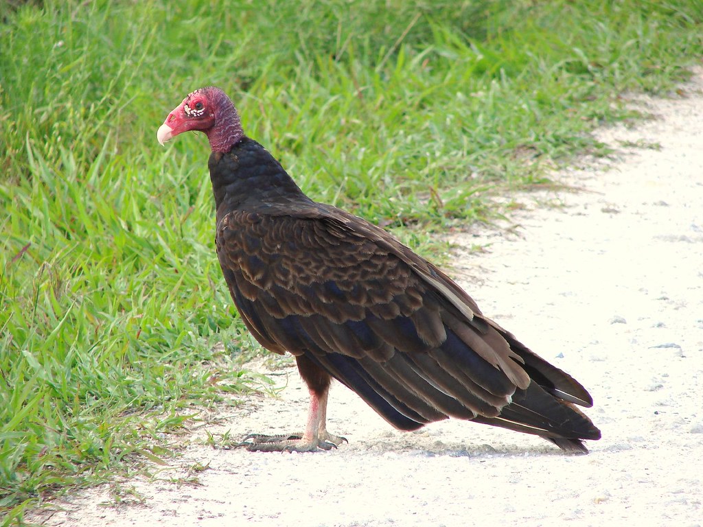 Red-headed Vultures - Different Types of Vultures