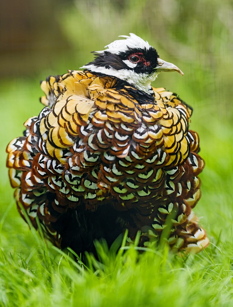 15 Different Types of Pheasants (With Pictures)