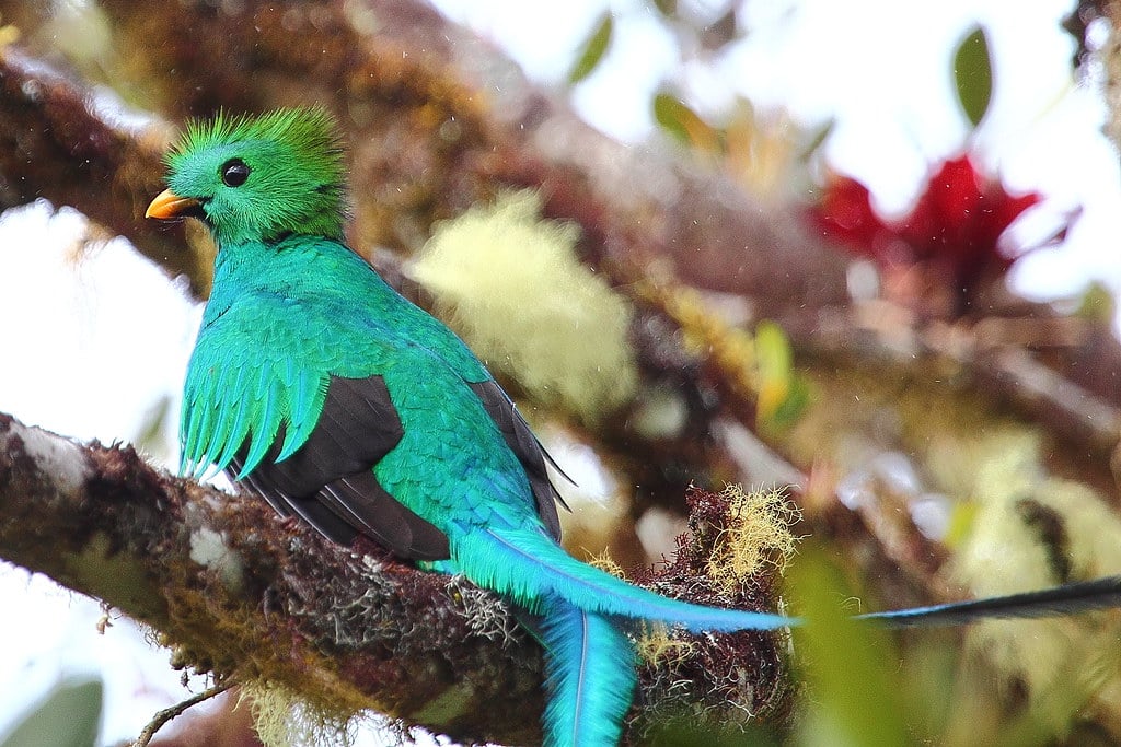 Resplendent Quetzals