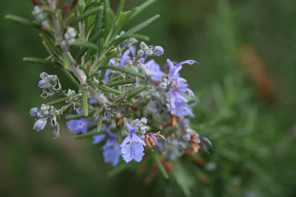 Rosemary - Plants That Repel Mosquitoes