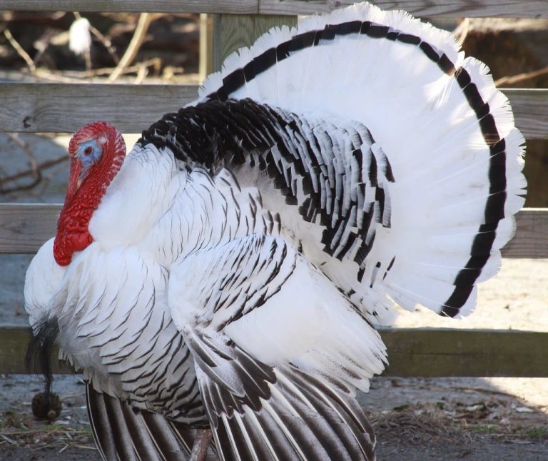 what is the largest turkey you can buy