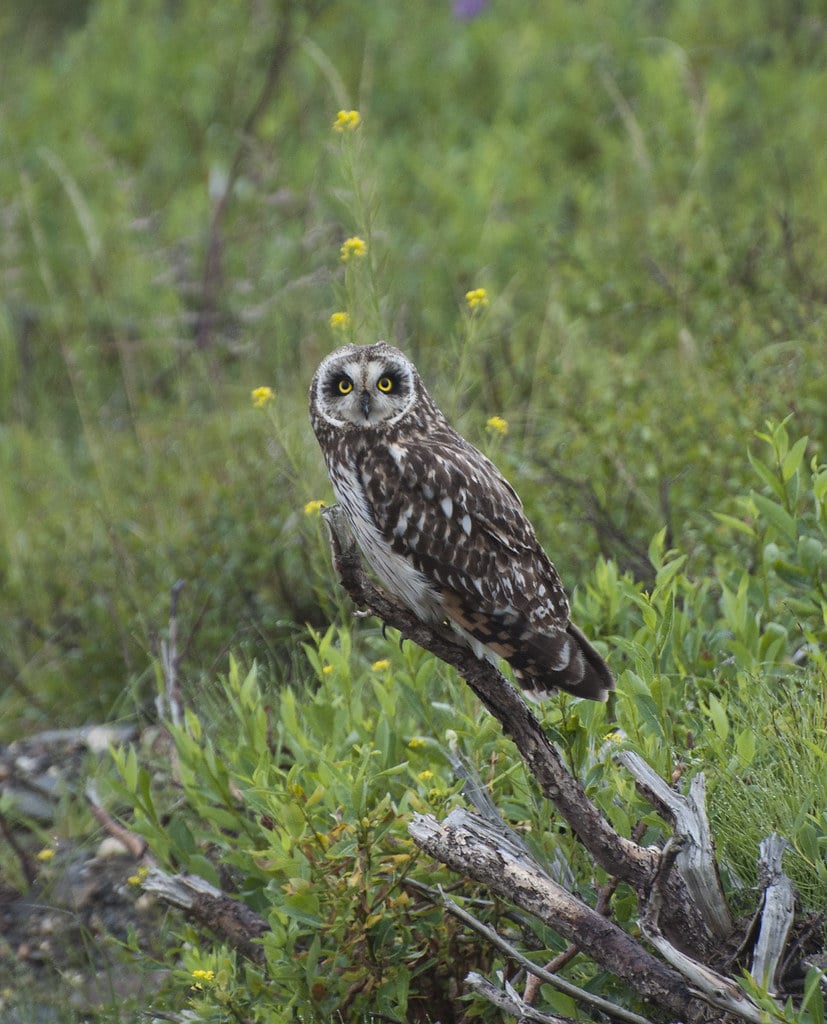 Short-Eared Owl