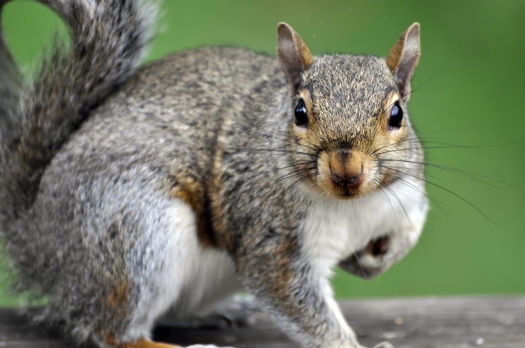 14 Different Animals That Eat Acorns