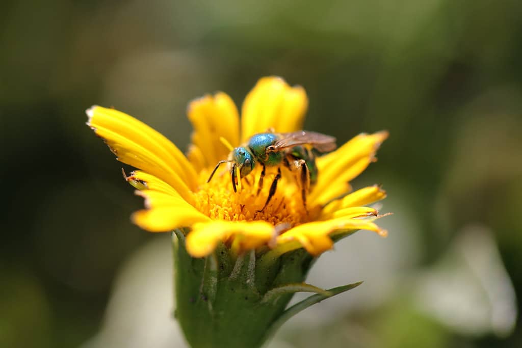 Sweat Bees - Types of Bees in Arkansas