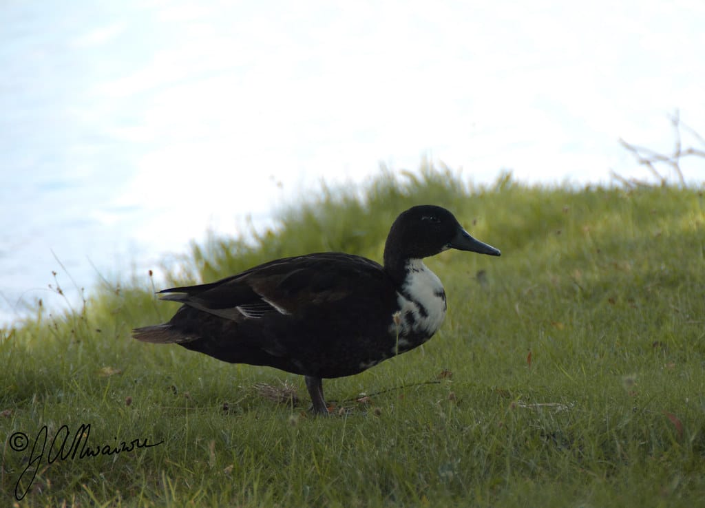 Swedish Blue Duck