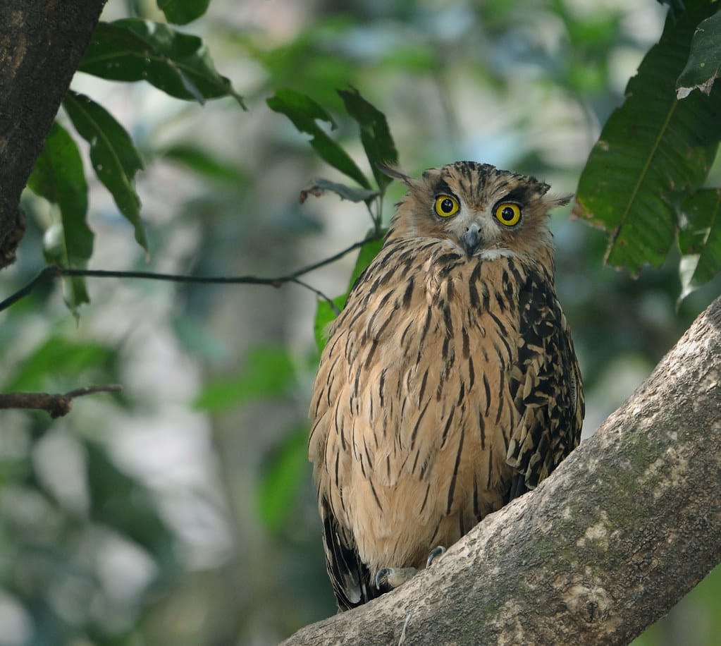 Tawny Owl 