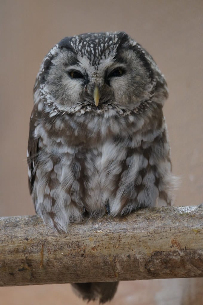 Tengmalm’s Owl