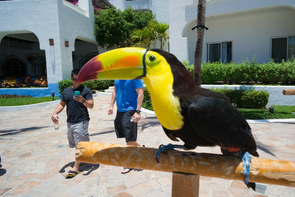 Toucans