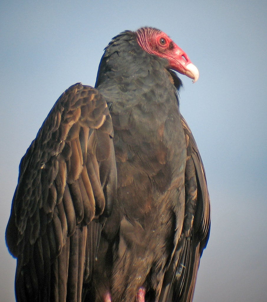 Turkey Vultures