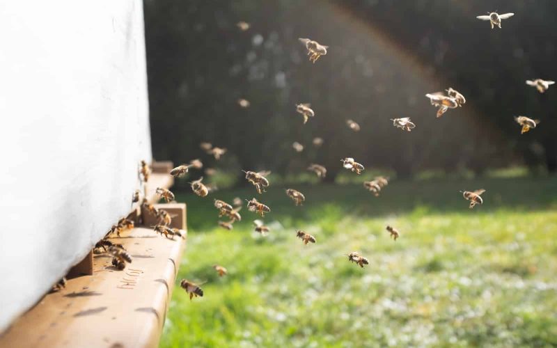 Types of Bees in Iowa