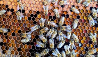 Types of Bees in Kansas