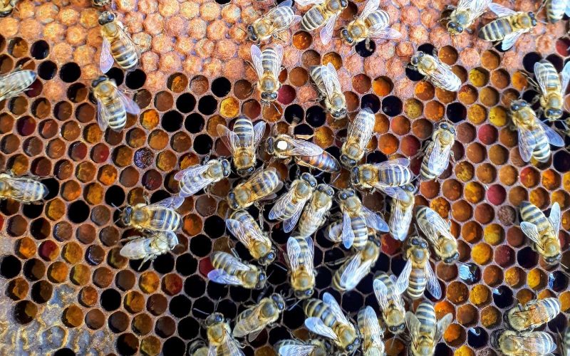 Types of Bees in Kansas