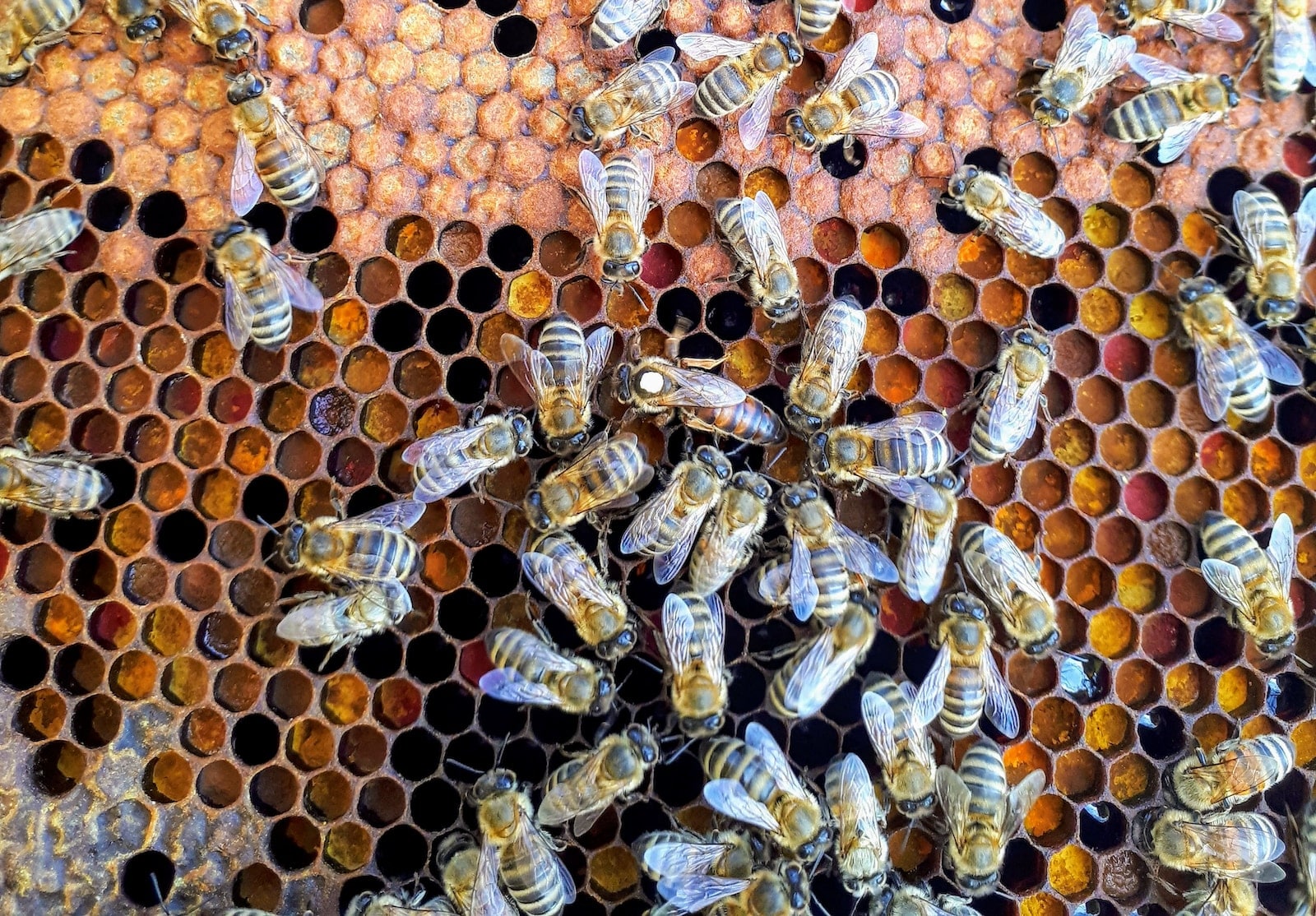 Types of Bees in Kansas