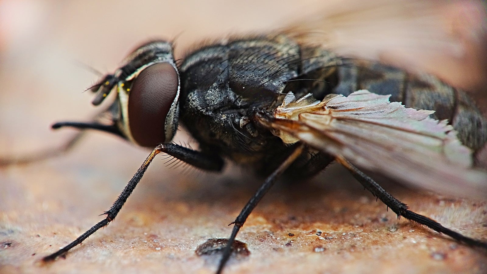 18 Types of Insects That Fly (With Pictures)