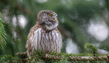 Types of Owls in Minnesota