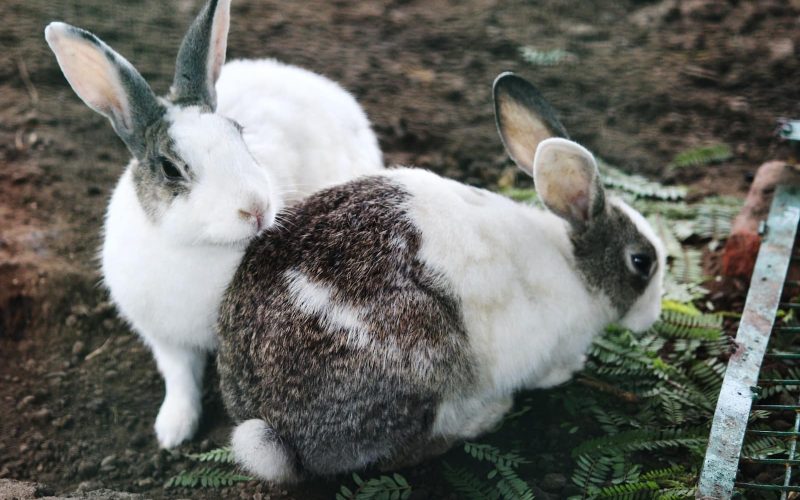 Types of Rabbits in Colorado