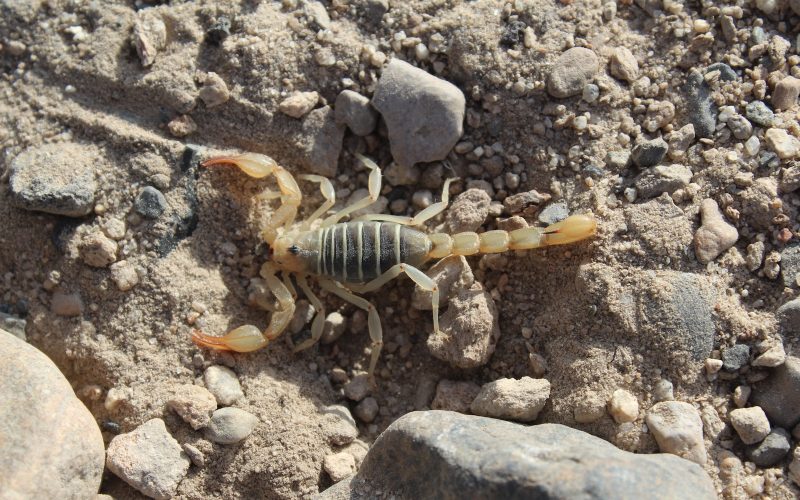 Types of Scorpions for Pets
