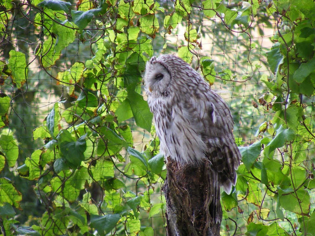 Ural Owl