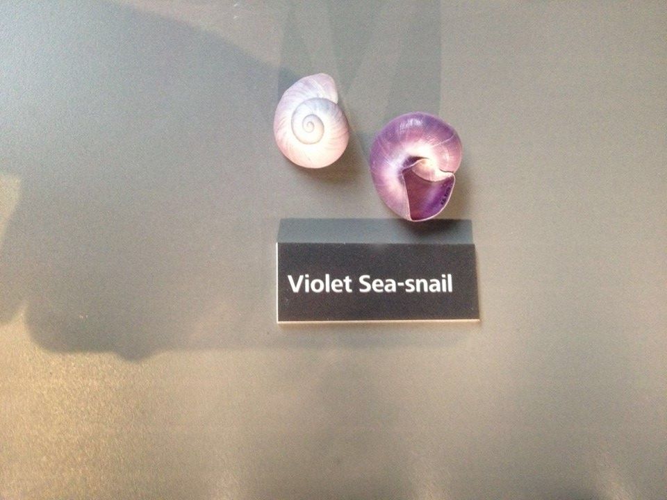 Violet Sea Snails