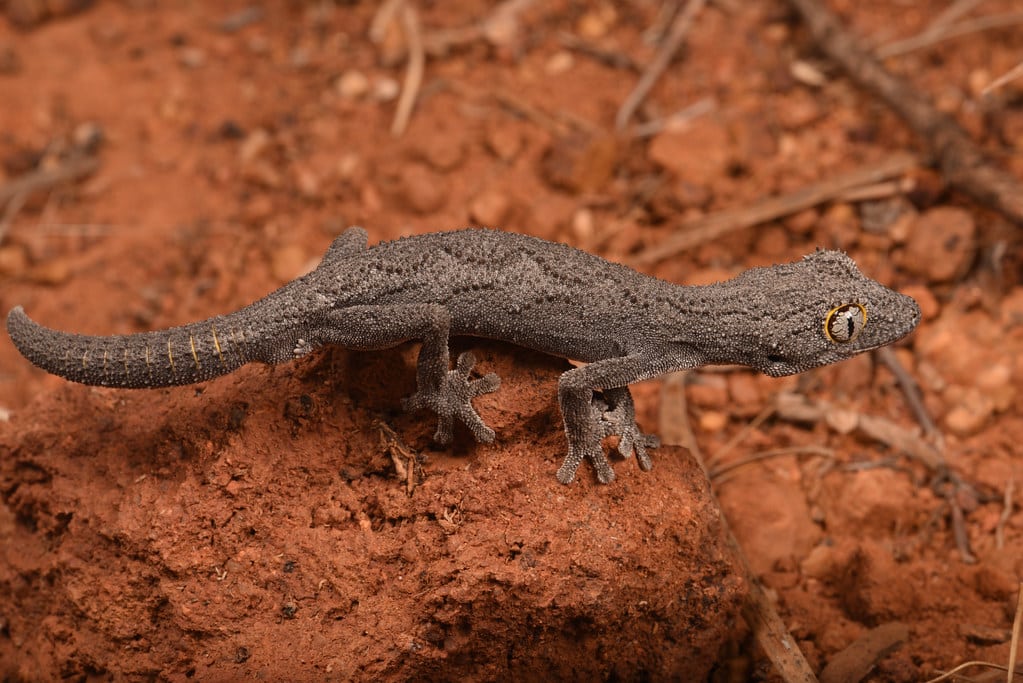 Western Spiny-tailed Gecko