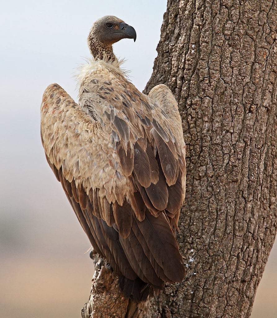 White-backed Vultures