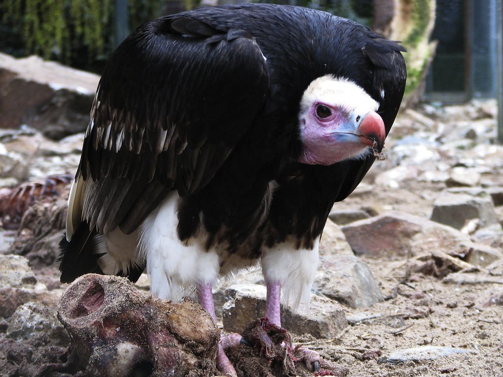 White-headed Vultures