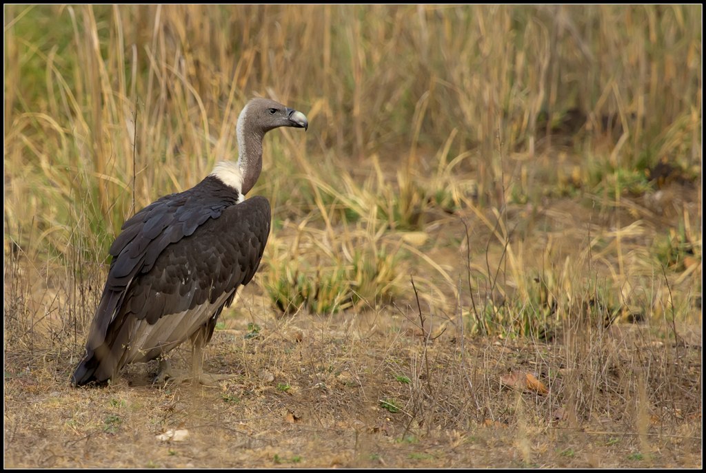 White-rumped Vultures