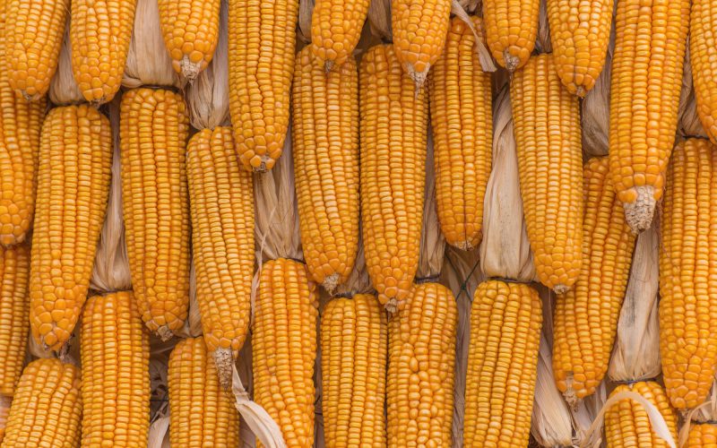 Animals That Eat Corn