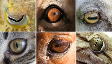 Animals With More Than 2 Eyes