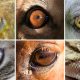 Animals With More Than 2 Eyes