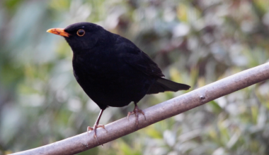 Birds With Orange Beaks