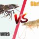 Difference Between Prawns and Shrimps