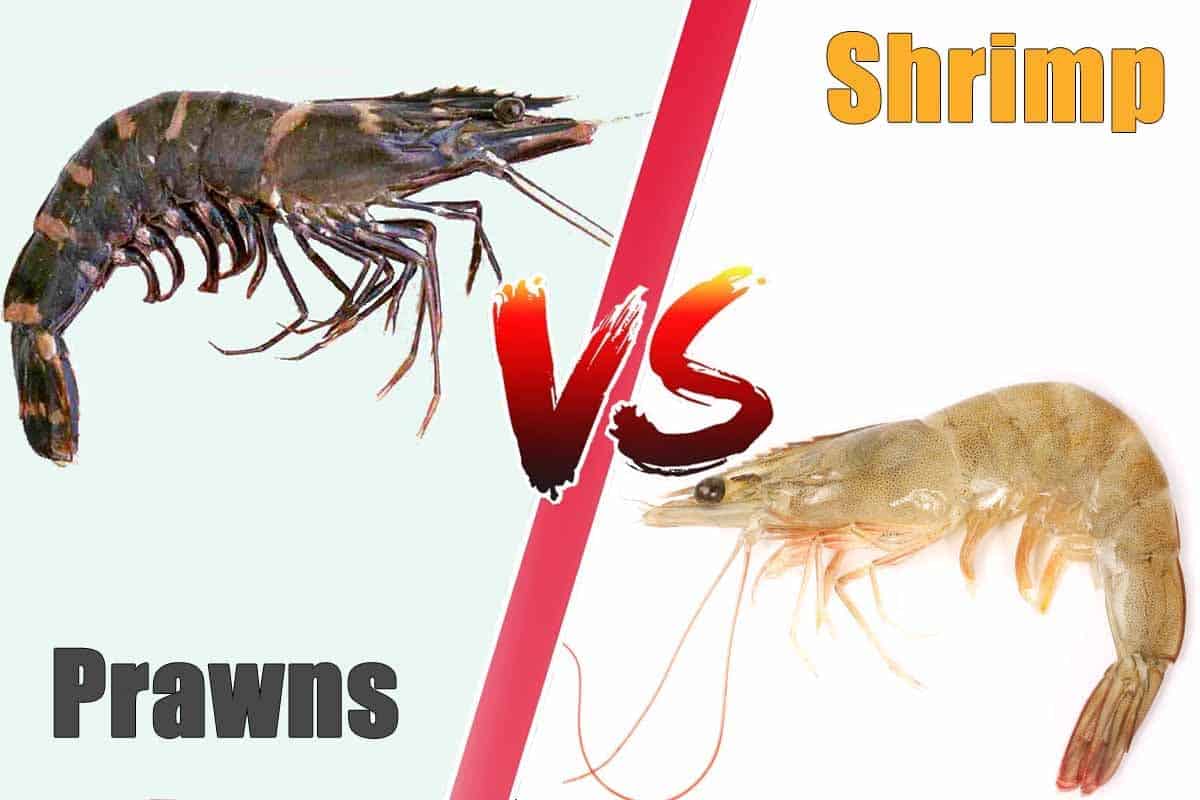 Whats The Difference Between Prawns And Shrimps