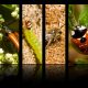 Insects That Start With H