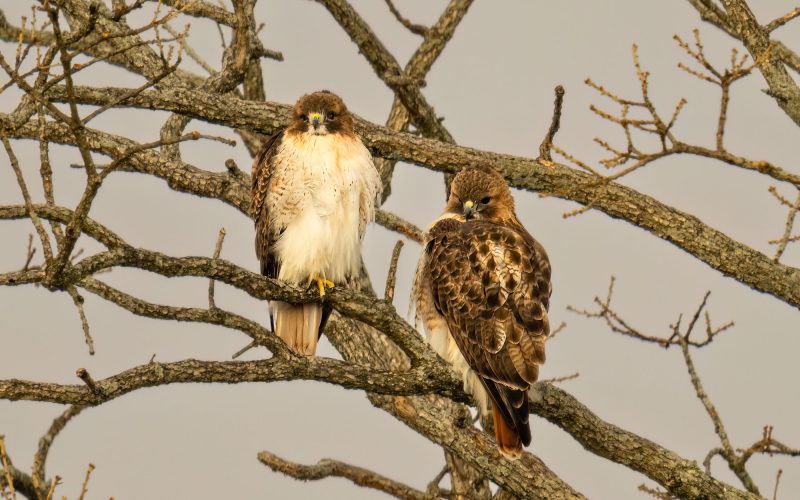 Largest Hawks in the World