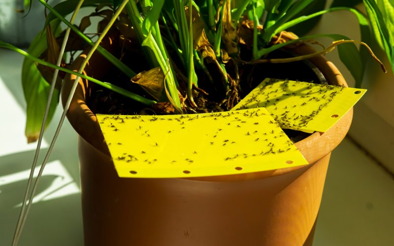Plants That Repel Gnats
