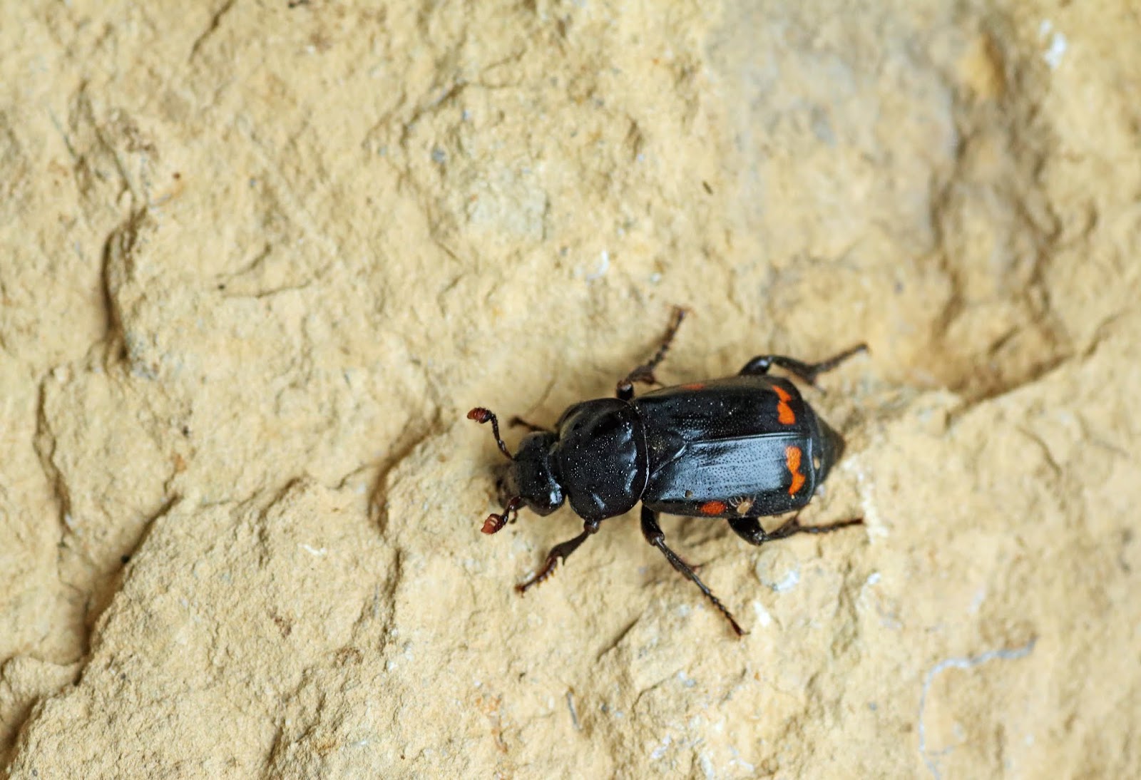 Pustulated Carrion Beetle